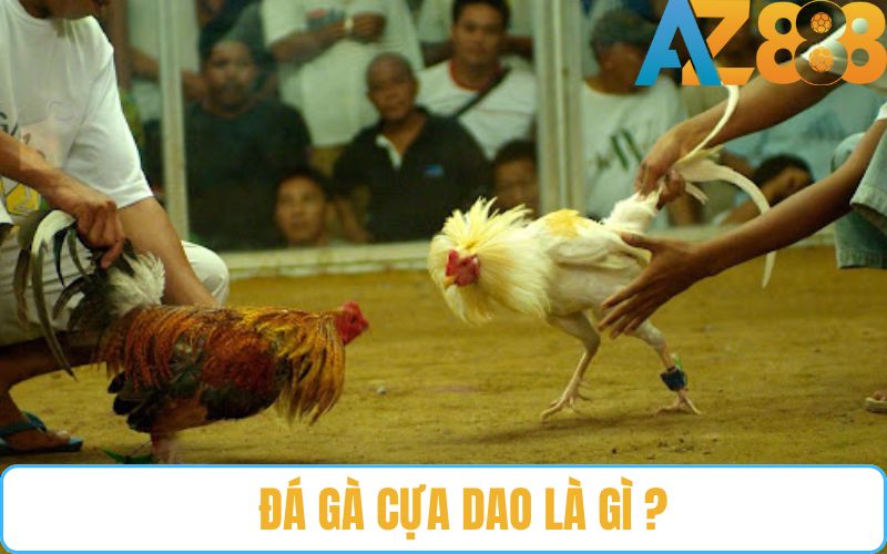 Đá gà cựa dao là gì? Đá gà cựa dao là gì?